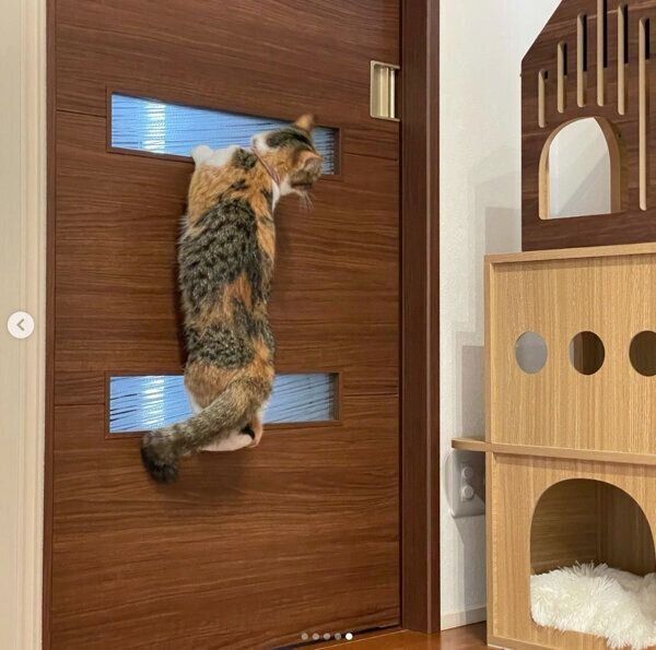 玄関をのぞき見るむぎめちゃん