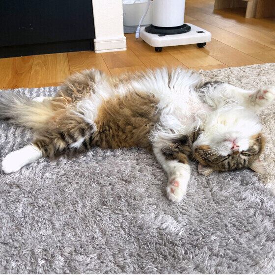 へそ天ポーズで熟睡する猫