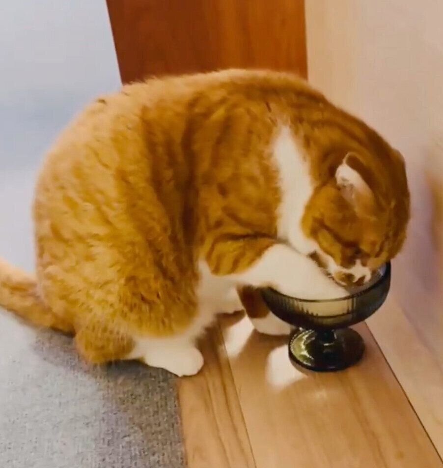 水を飲むポポちゃん