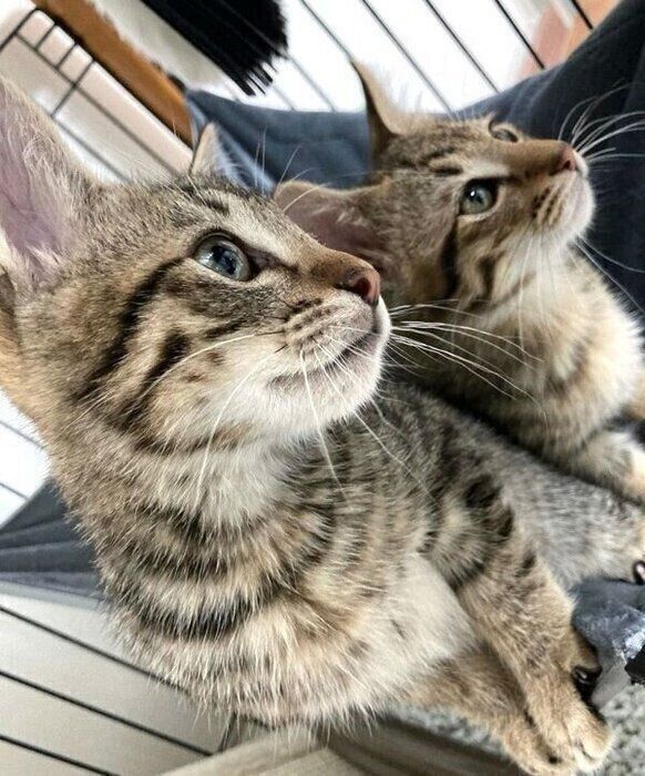 横顔がそっくりなユンユンくん、ヤンヤンくん