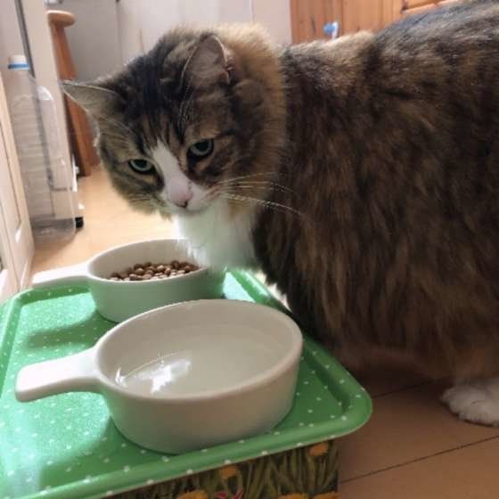 ごはんを食べる猫