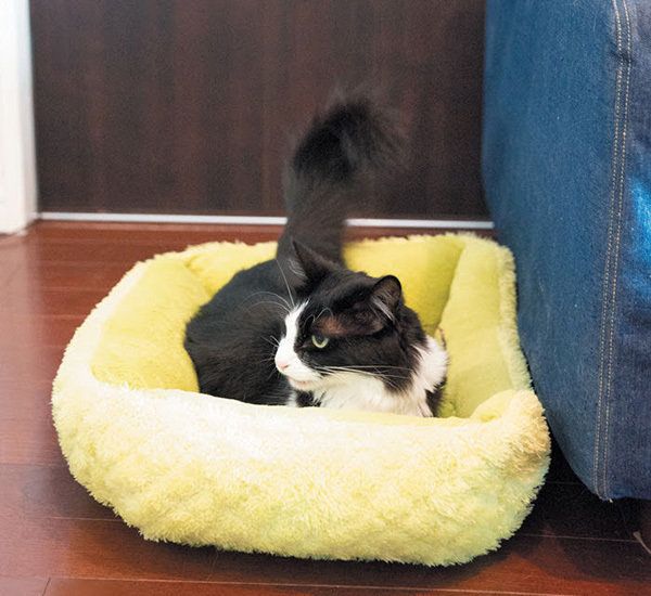 くつろぐ猫／2018年１1月号「ねこのきもち」