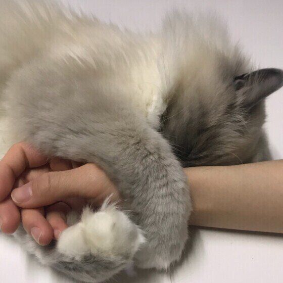 腕にグリグリするラグドールのゆめちゃん