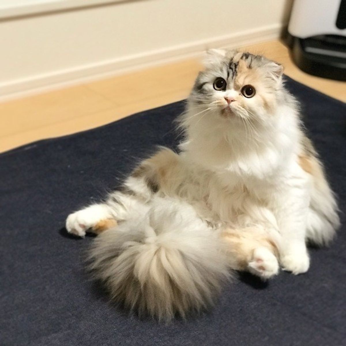 前足をたたんだ姿が愛らしい 猫ならではの座り方 香箱座り とは ねこのきもちweb Magazine 前足をたたんだ姿が愛らしい 猫ならではの座り方 香箱座り とは ねこのきもちweb Magazine