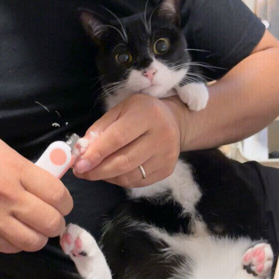 爪を切ってもらうもみじちゃん