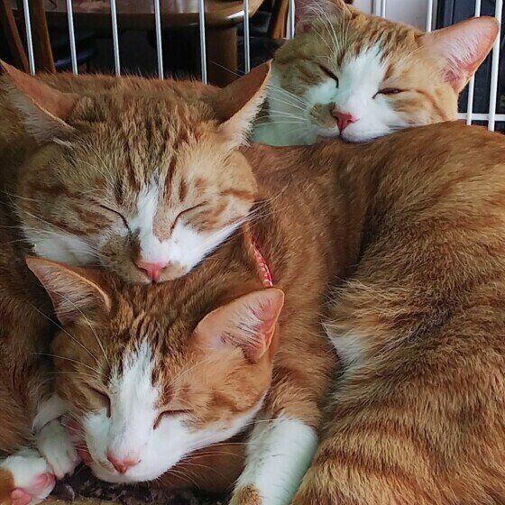 重なり合う猫たち