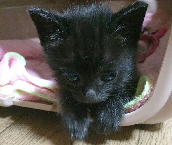 見つめる子猫