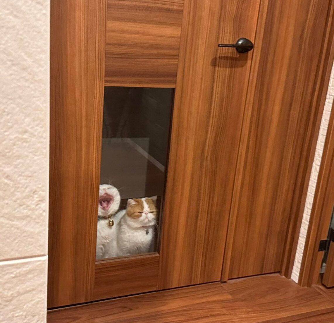 ドアの前で待つひるねくん、こんぶちゃん