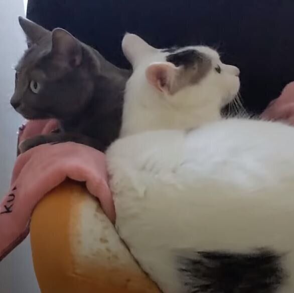 ベッドに乗ったまま運ばれる猫