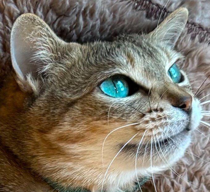 キレイな瞳が印象的なミータンちゃん（撮影時9才） トリミングを除き、色や光などは一切無加工なのだとか