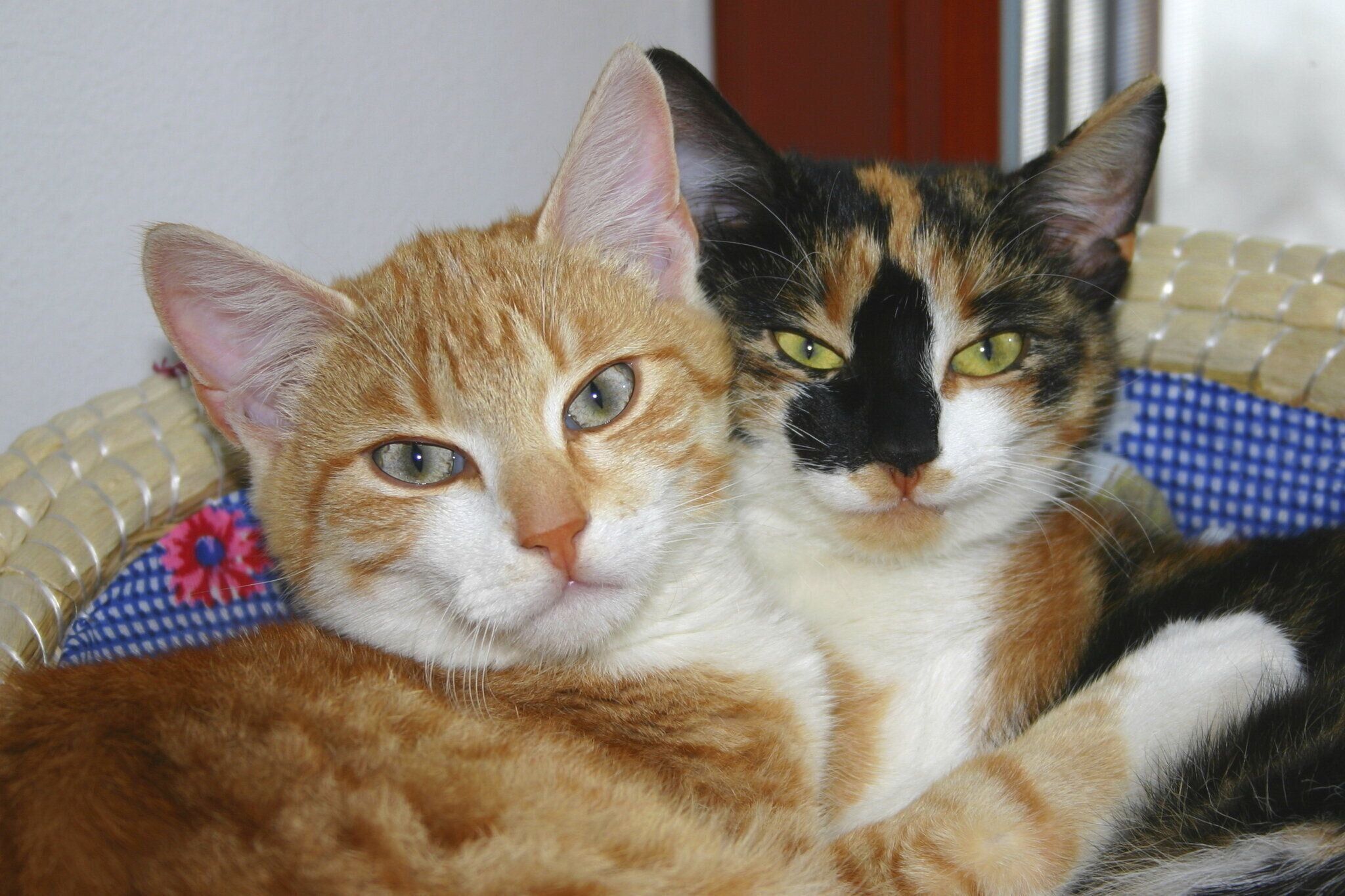 くっつく猫たち