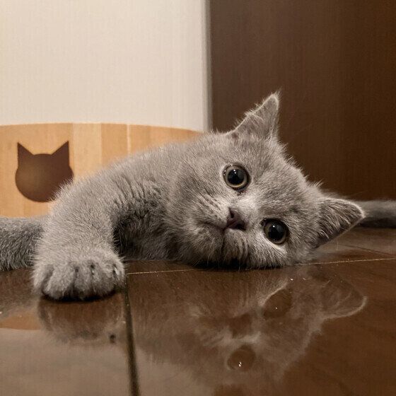 冷たい床に寝転ぶブリティッシュショートへア