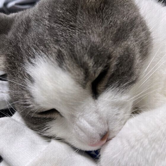 丸まって寝るサバトラ猫