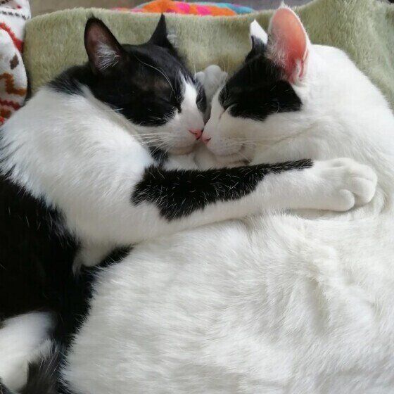 黒×白ミックス