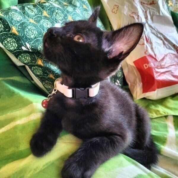 早くも家でくつろぐコルメくん