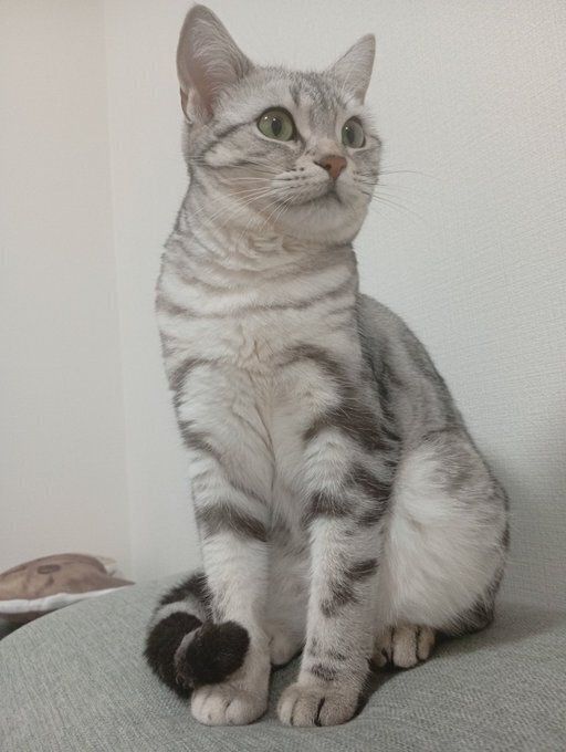 横を見るアメリカンショートヘア