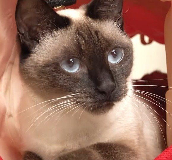 おもちゃを見つめる、わらびちゃん