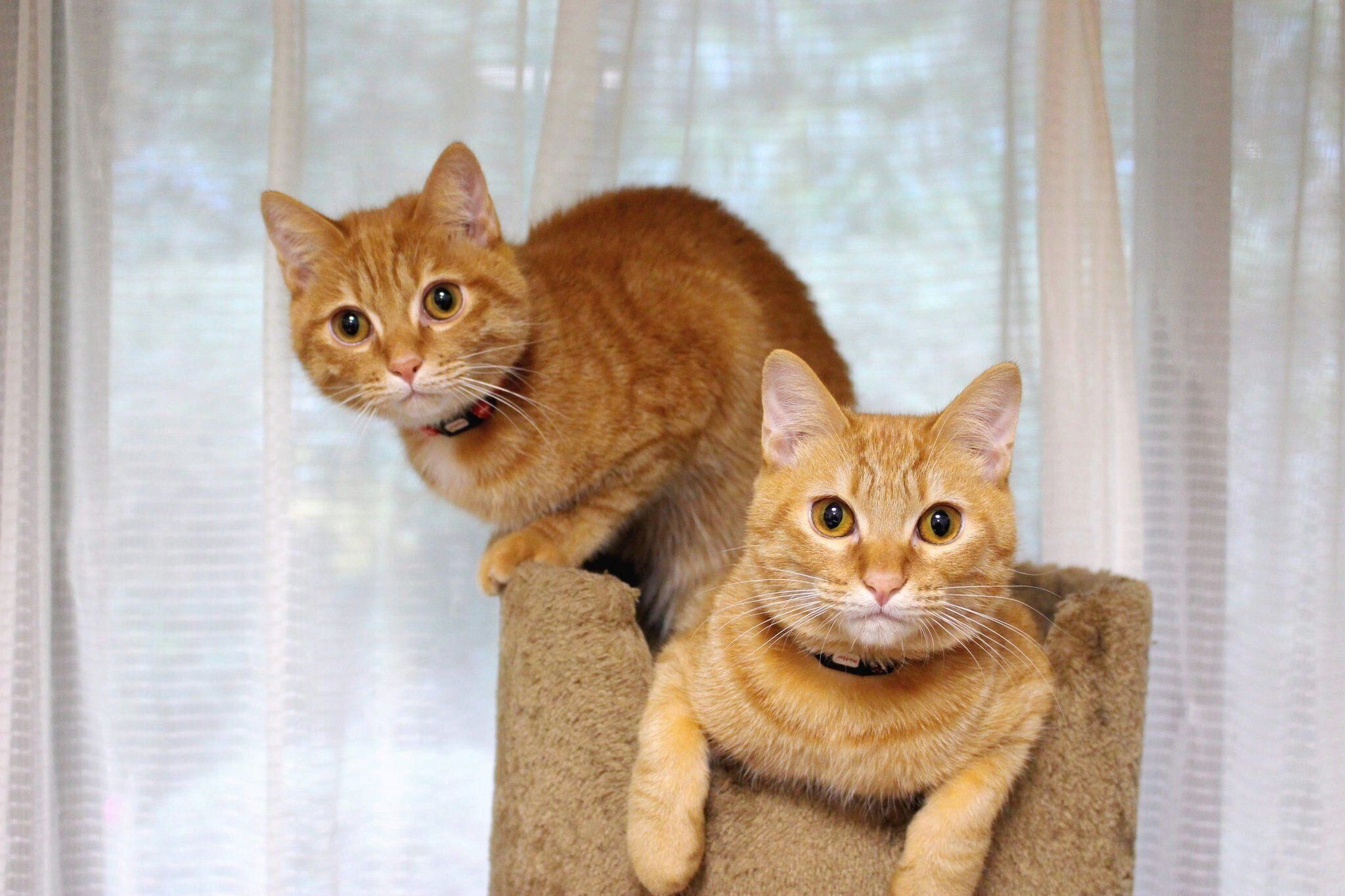 双子の茶トラ猫、ゆずりちゃんとめぐりちゃん