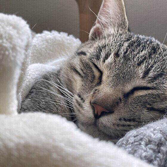 キジトラのねこまるくん