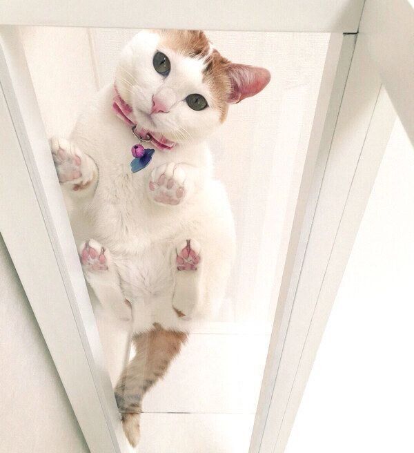 見つめるむぎくん