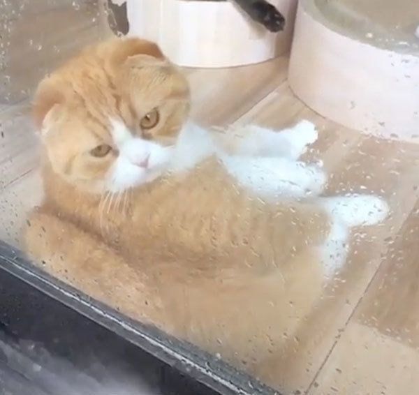 窓際でくつろぐスコティッシュフォールド