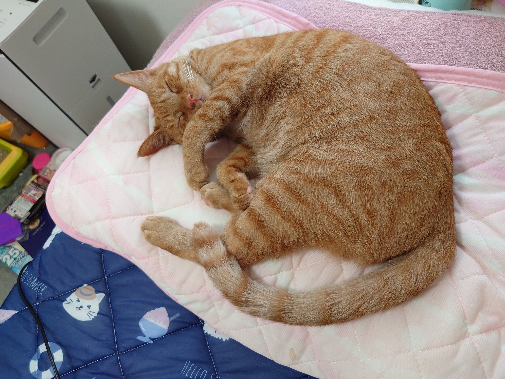 眠っている猫