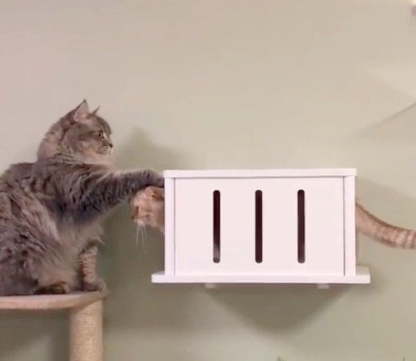 上下関係が逆転するスコティッシュフォールドとラガマフィン