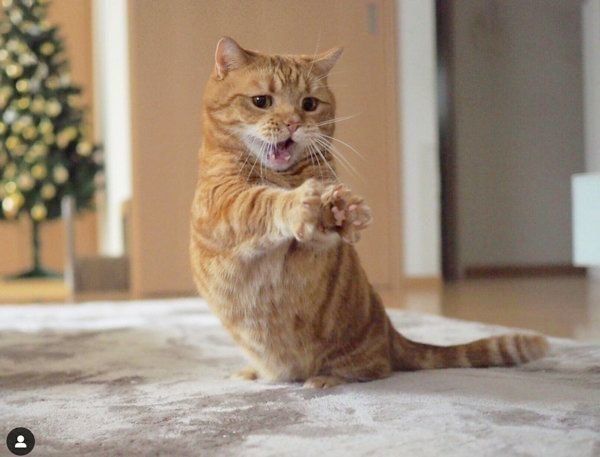 マンチカンの茶太郎くん