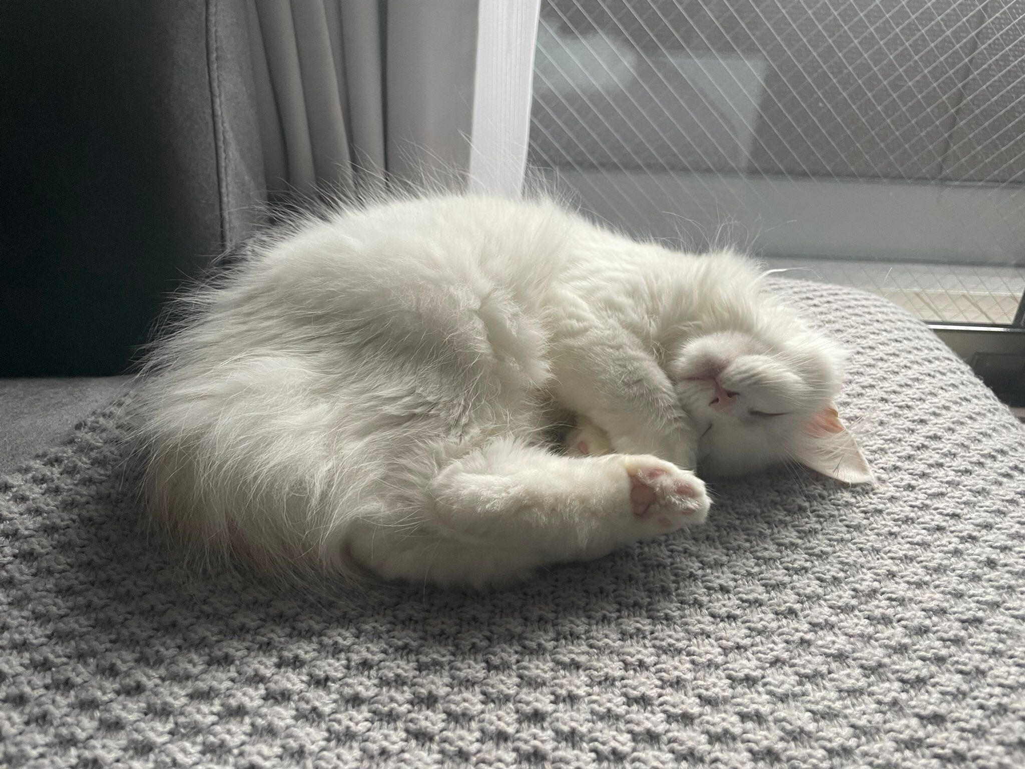 ソファーの上で寝るサイベリアン