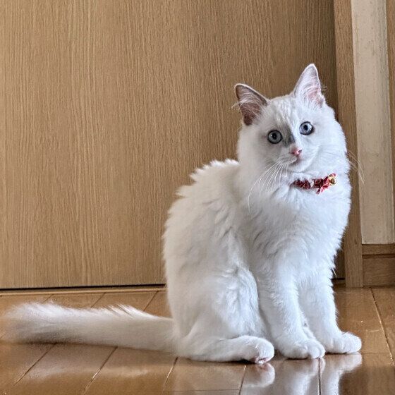 オスワリするラグドールの不二子ちゃん