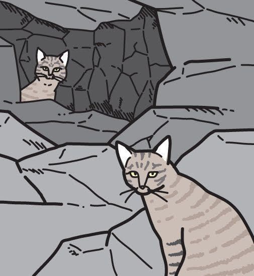 単独で行動する猫