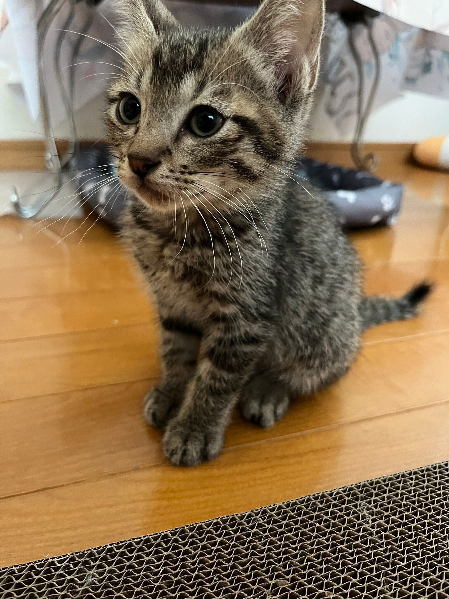 生後2カ月の子猫