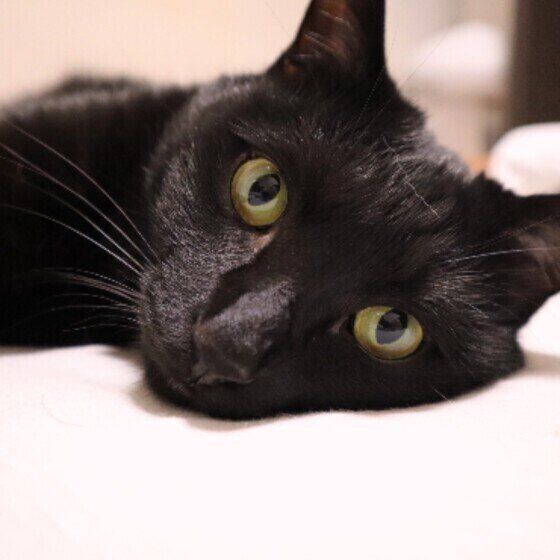 MIX黒のゴロくん