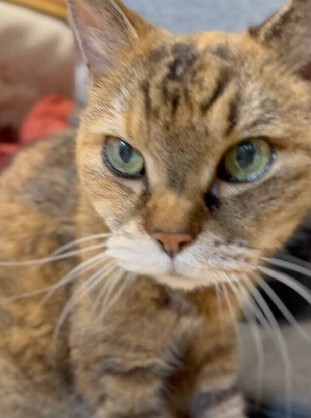 家族や妹猫が大好きなアビーちゃん