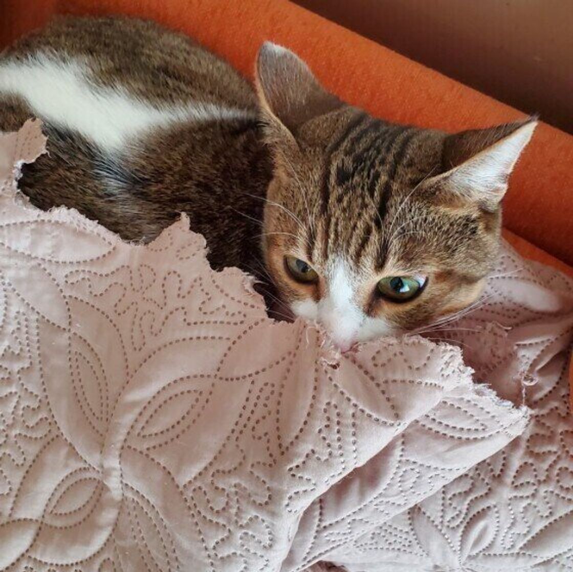 猫に 電気コード をかじられた体験のある飼い主は2割 かじる原因と対策は ねこのきもちweb Magazine 猫に 電気コード をかじられた体験のある飼い主は2割 かじる原因と対策は ねこのきもちweb Magazine