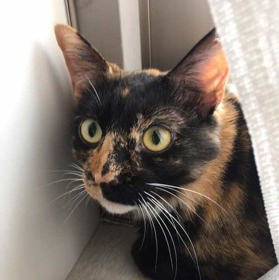 ねこのきもち投稿写真ギャラリー