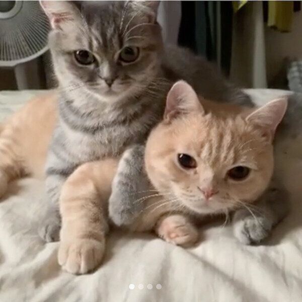 寄り添うむぎちゃんとあおちゃん