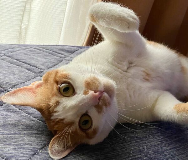 かまってほしそうに見つめるごえもんくん