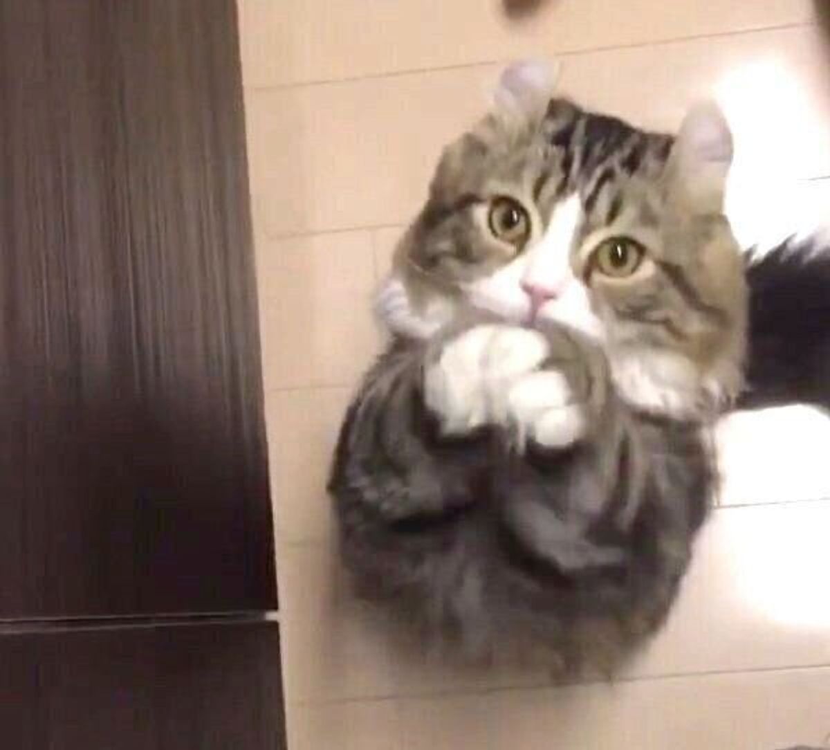 猫が前足を動かして見せる ちょうだいポーズ 何がきっかけでするようになる ねこのきもちweb Magazine 猫が前足を動かして見せる ちょうだいポーズ 何がきっかけでするようになる ねこのきもちweb Magazine