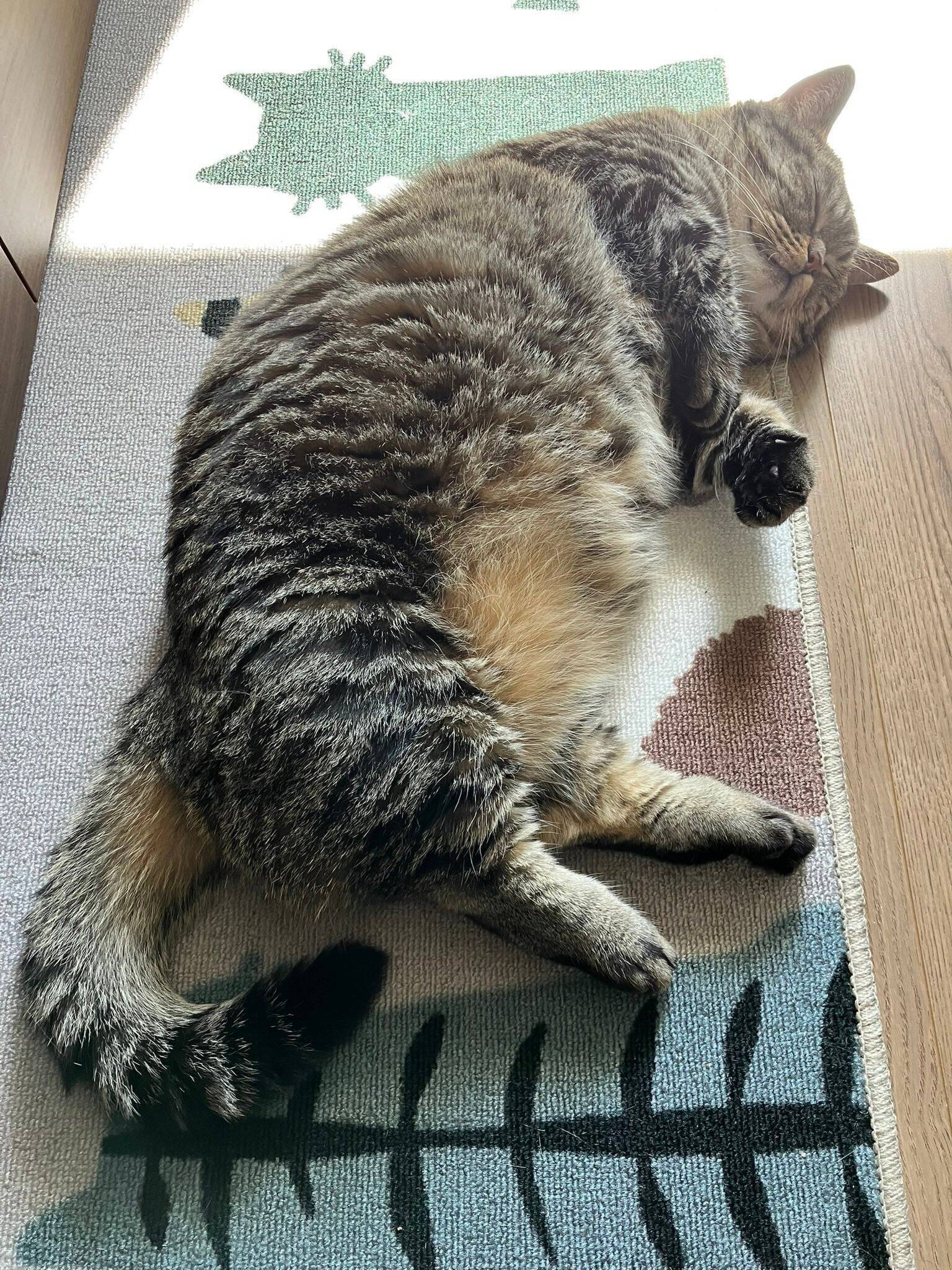 眠っているマンチカン