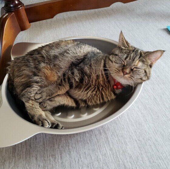 猫鍋に入るマンチカン