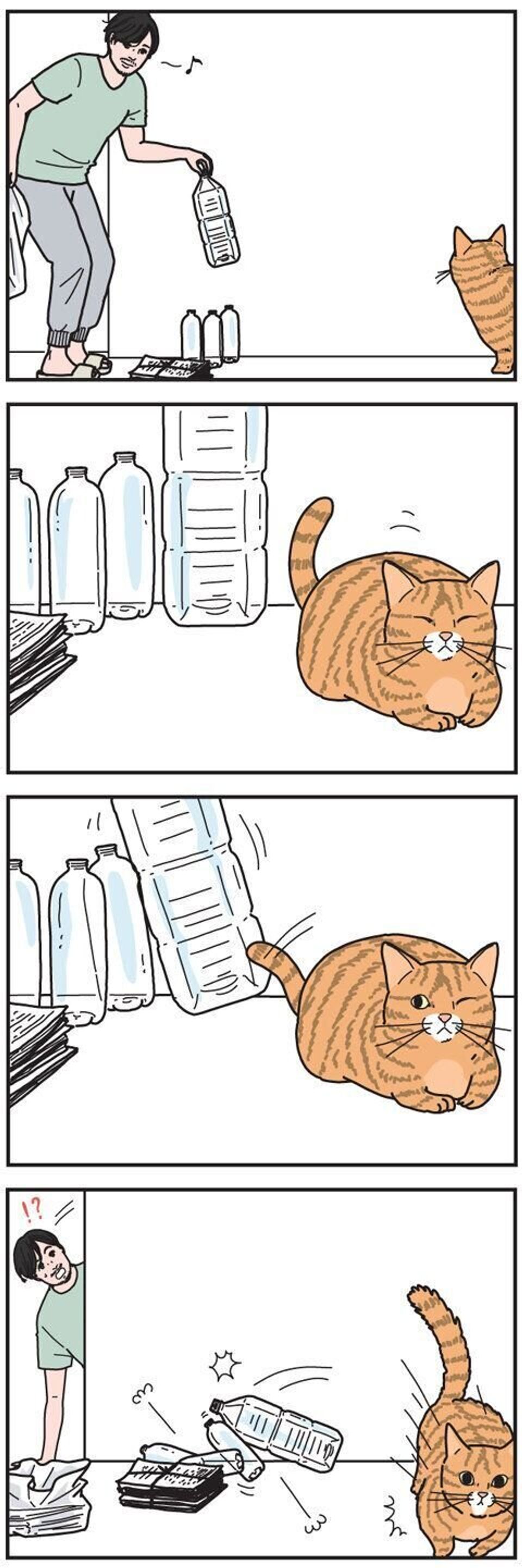 空のペットボトルには御用心 男の猫道 ねこのきもちweb Magazine限定話 Vol 137 ねこのきもちweb Magazine 空のペットボトルには御用心 男の猫道 ねこのきもちweb Magazine限定話 Vol 137 ねこのきもちweb Magazine