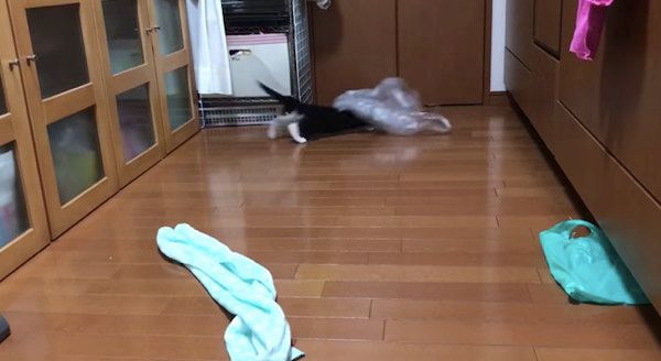 ビニールに入る猫