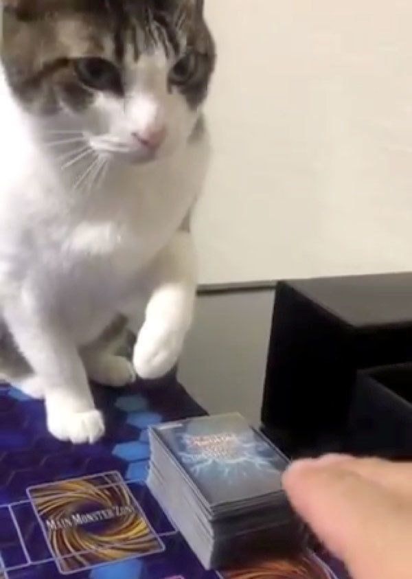 カードを引かせたくないむーみんちゃん