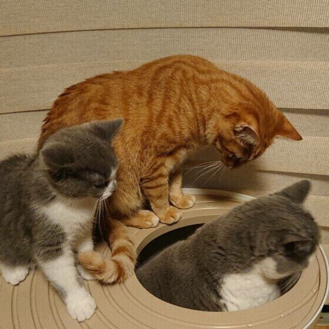 猫はどれくらいの時間トイレを我慢すると注意が必要 獣医師が解説 ねこのきもちweb Magazine 猫はどれくらいの時間トイレを我慢すると注意が必要 獣医師が解説 ねこのきもちweb Magazine