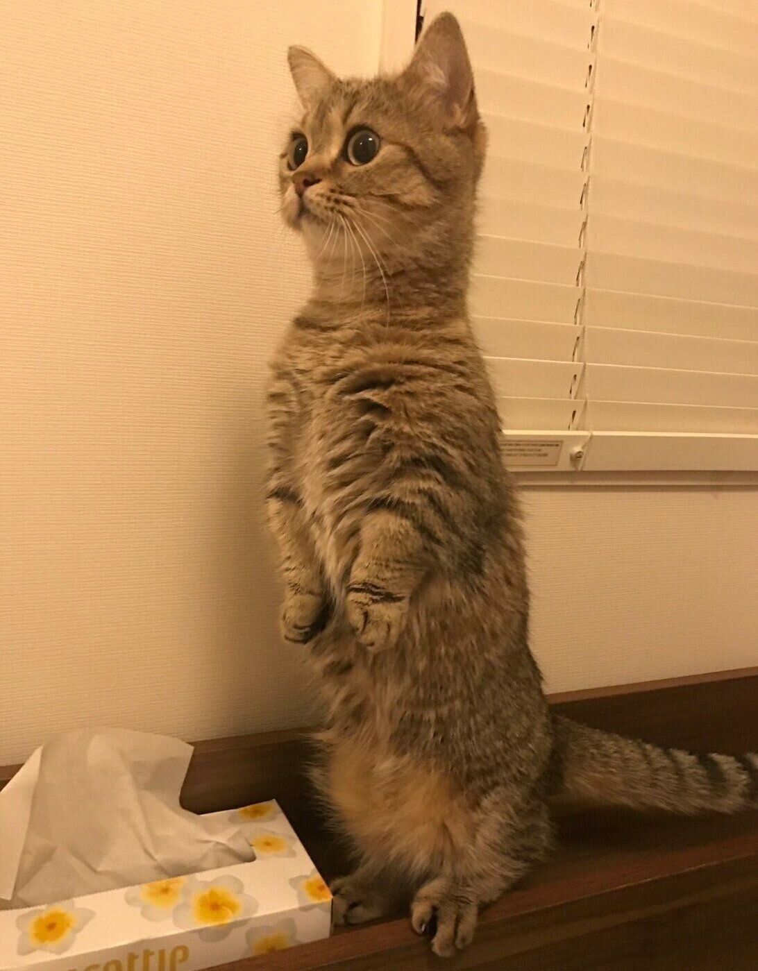 スクッと立つきなこちゃん