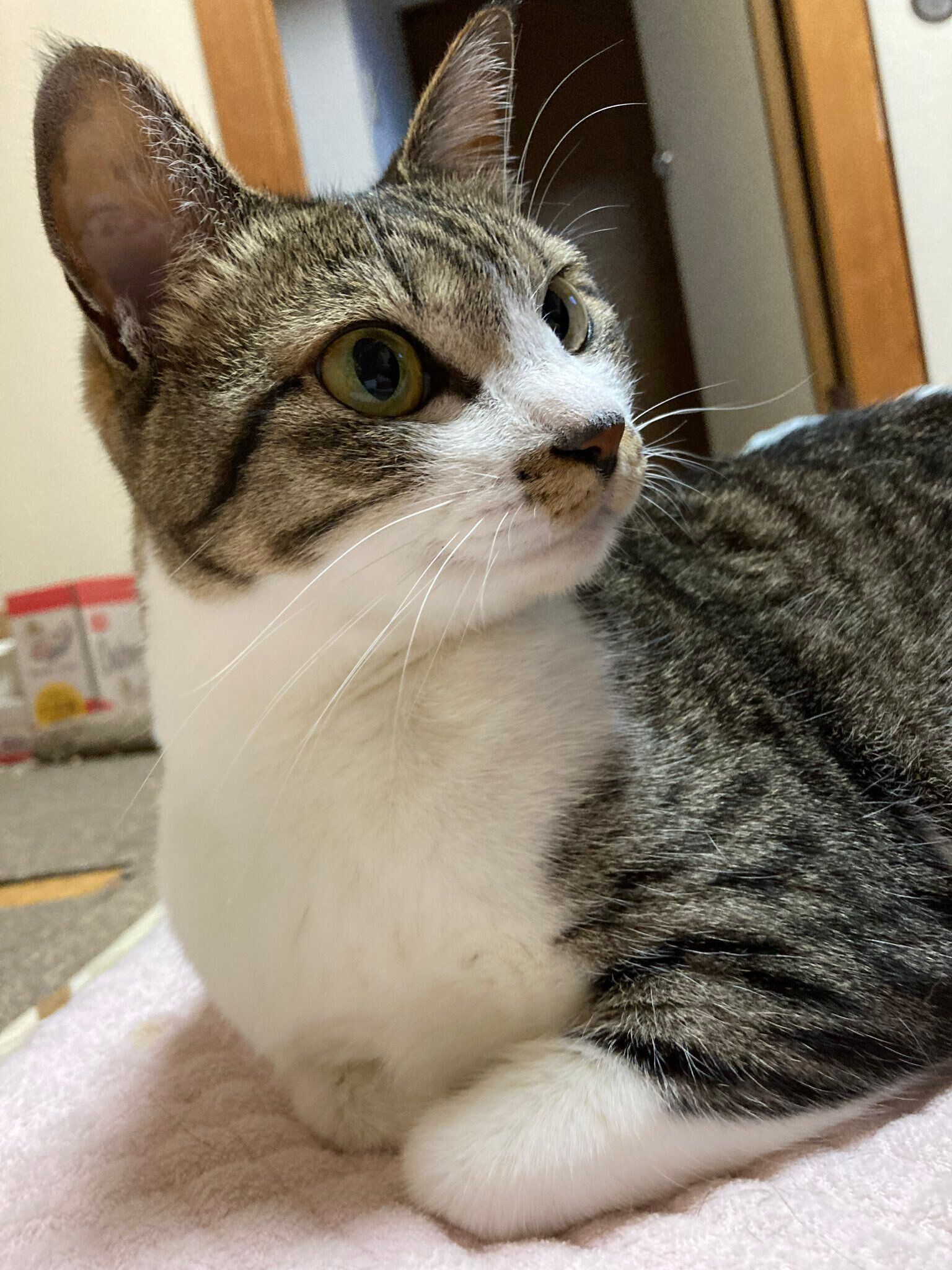 くつろいでいるの猫