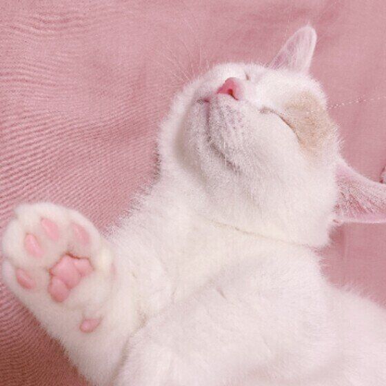 ほたてくん（マンチカン）