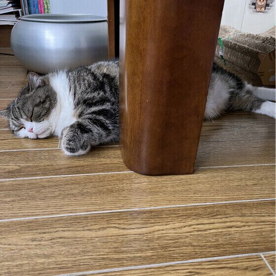 フローリングにひっついて寝る猫