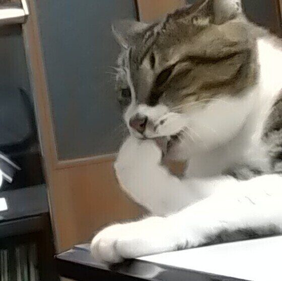 獣医師監修 アレルギー用のキャットフードはどうしたらいい 原因や治療法も解説 ねこのきもちweb Magazine